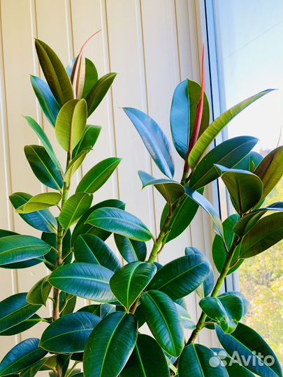 Фикус Эластика Робуста, Мелани