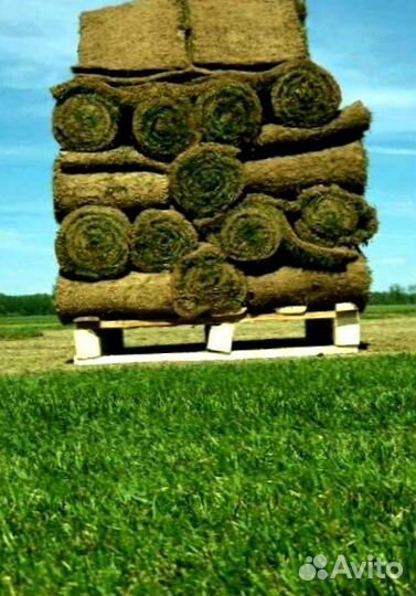 Рулонный газон