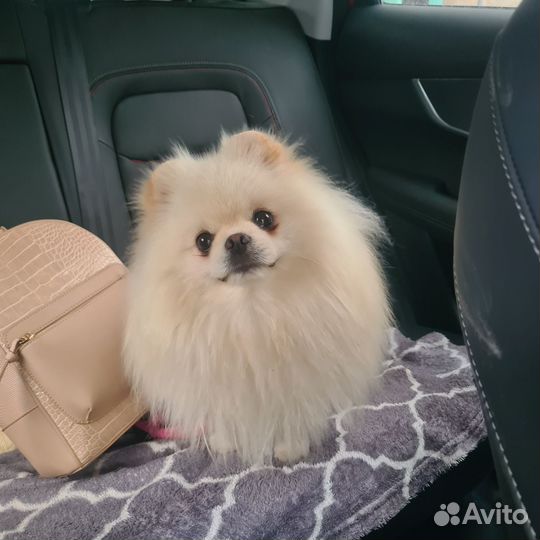 Вязка
