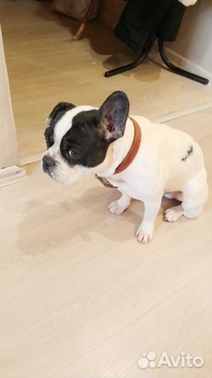 Французский бульдог