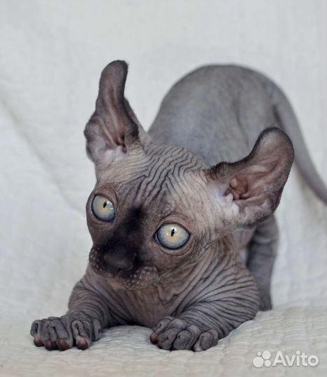 Добби ждёт Вас