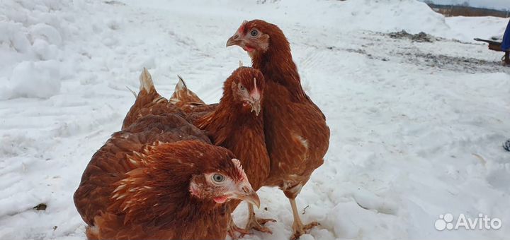 Продажа кур молодок