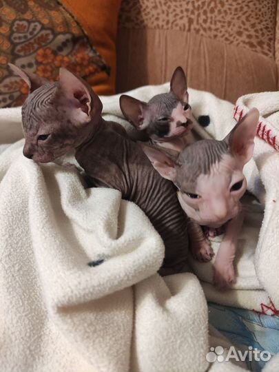 Донской сфинкс котята