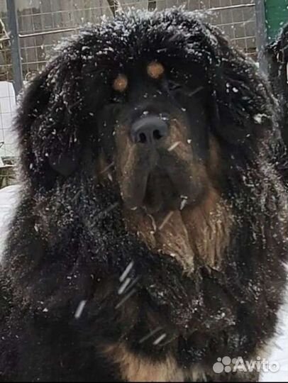 Девочка тибетского мастифа