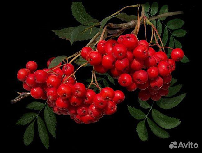 Математика, физика,огэ,впр,егэ-базовый - по скайпу