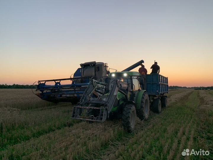 Пшеница озимая