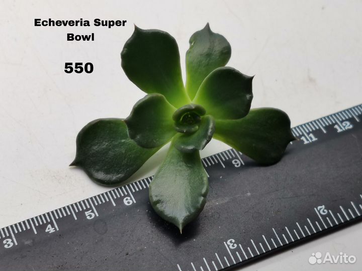 Суккуленты Эхеверии детки