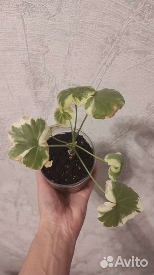 Пеларгония герань