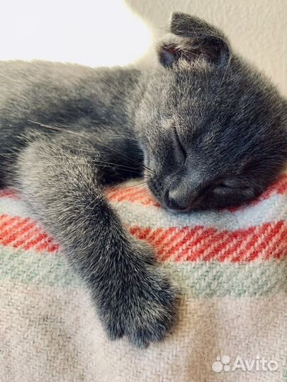 Котенок девочка вислоухая