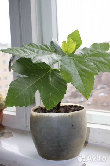 Саженцы инжира - эффектный подарок