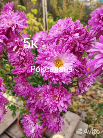 Хризантемы корейские