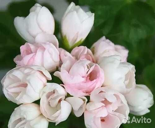 Пеларгония герань