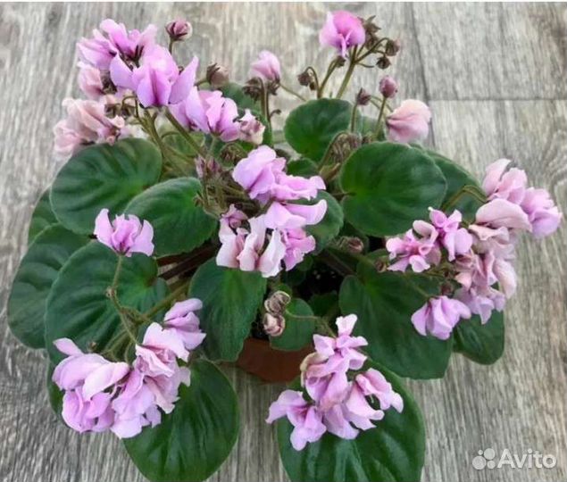 Фиалки трейлеры (Детки)