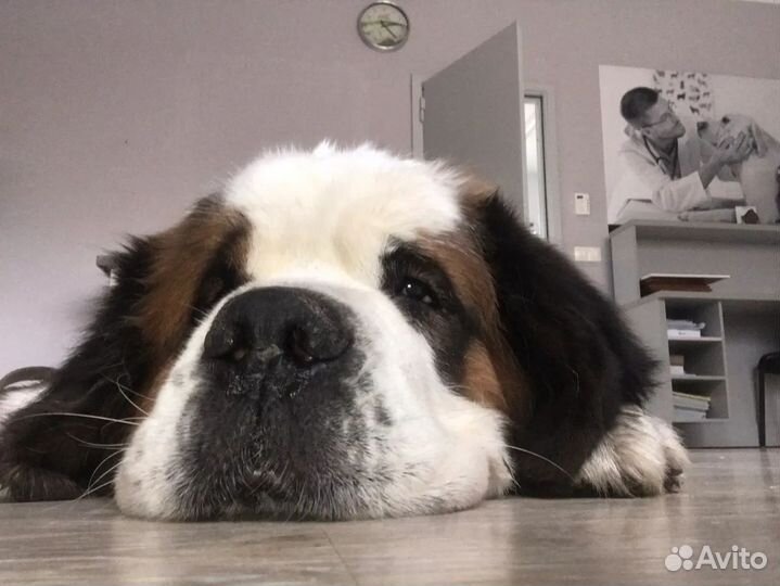 Ветеринарный врач. Выезд на дом