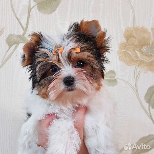 Бивер девочка РКФ