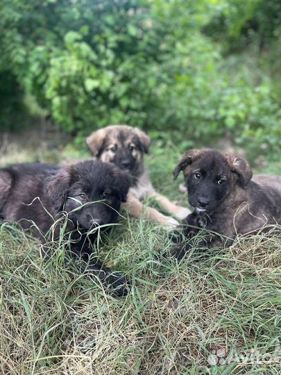 Щенки в добрые руки бесплатно