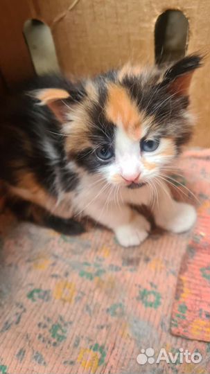 Котята в добрые руки бесплатно