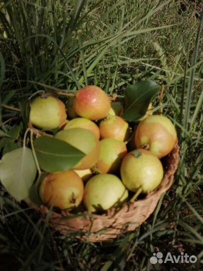 Груши Северянка