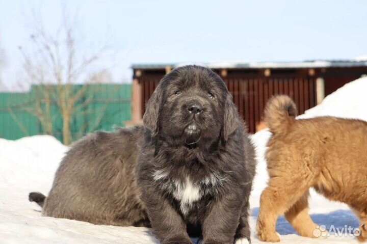 Тибетский мастиф