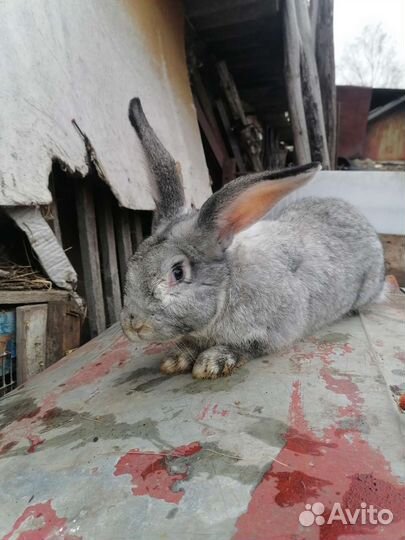 Продаю кролов