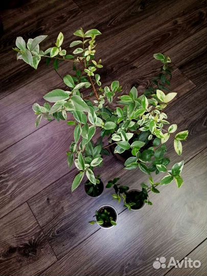 Мирт вариегатный крупнолистный