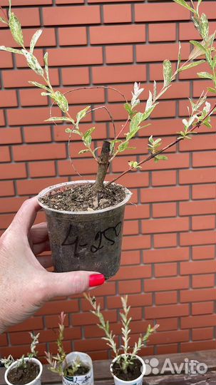 Ива цельнолистная Хакуро Нишики зкс, окс