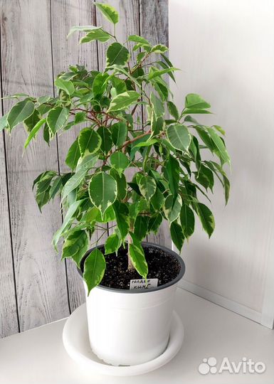 Фикус бенджамина Годен Кинг