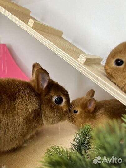 Элитные кролики мини(маленькие ушки)