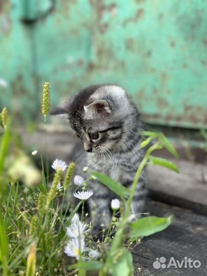Котята в добрые руки бесплатно