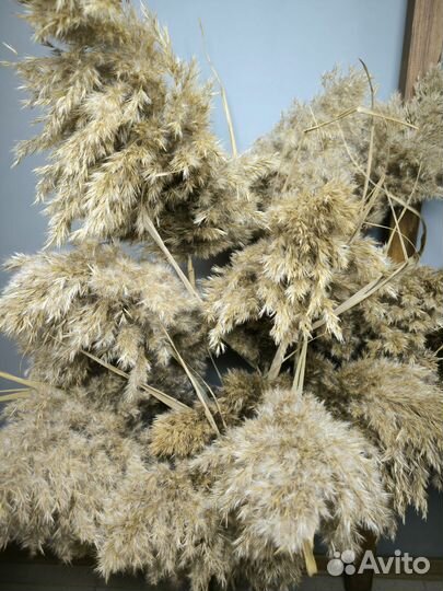 Пампасная трава