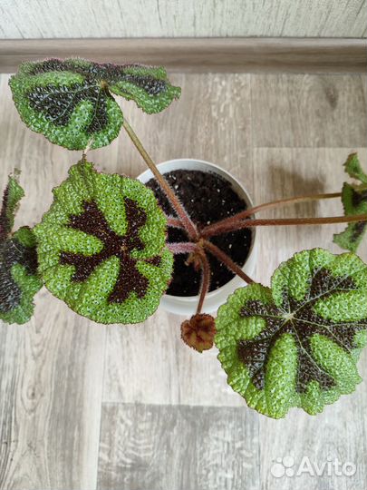 Бегония Мэсона