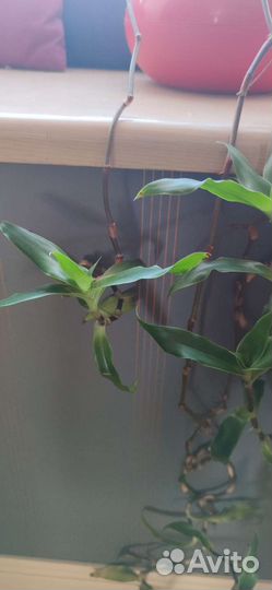 Растение золотой ус