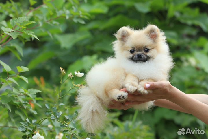 Шпиц девочка эксклюзив mini