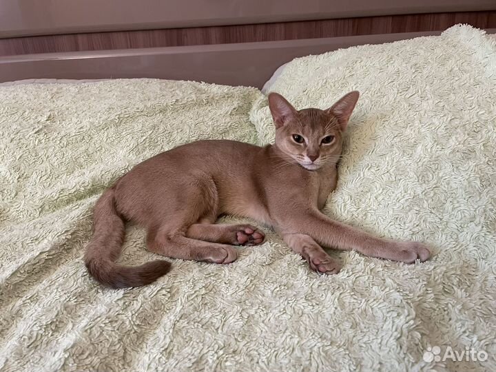 Абиссинская кошка молодая
