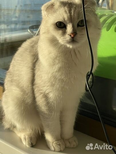 Шотландский кот вязка