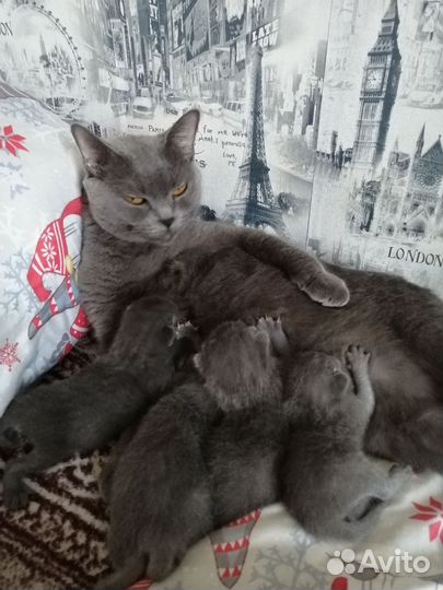 Шотландская