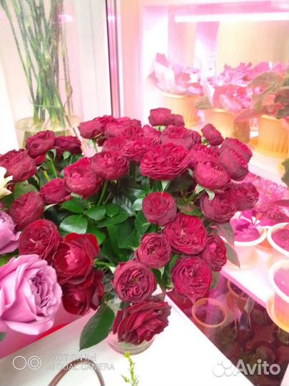 Роза кустовая