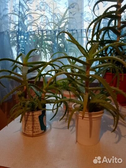 Алоэ лечебный