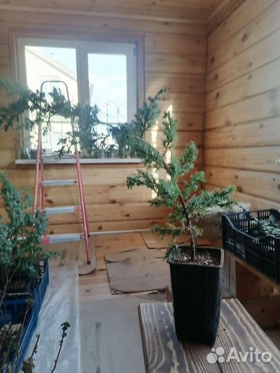 Саженцы хвойных растений