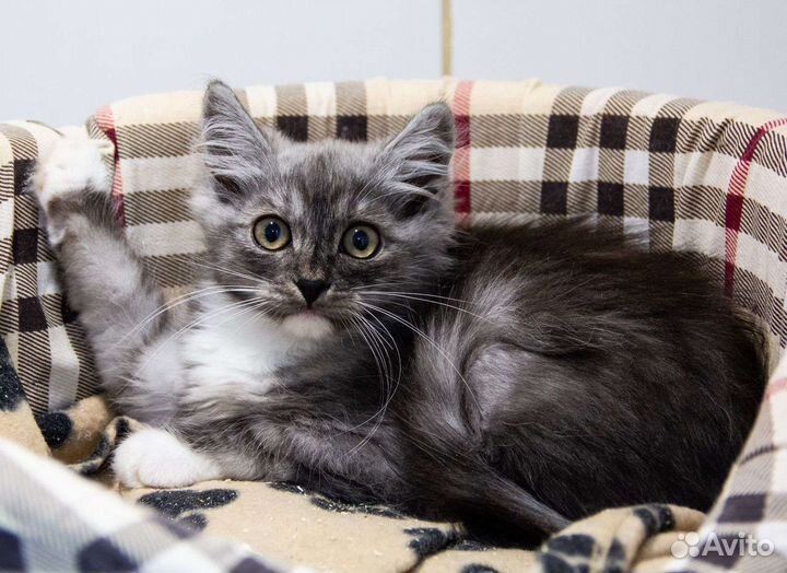 Котенок мальчик 3 мес