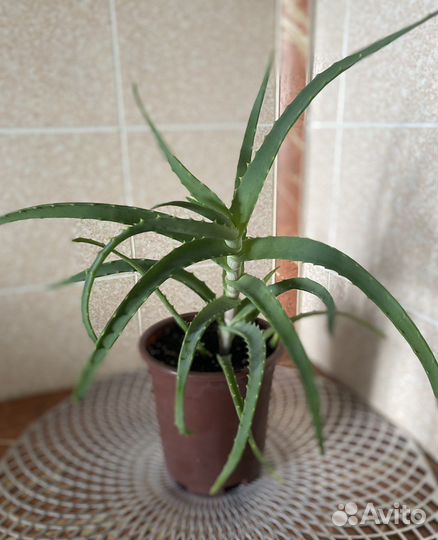 Алоэ лечебный