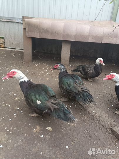 Селезень индоутки