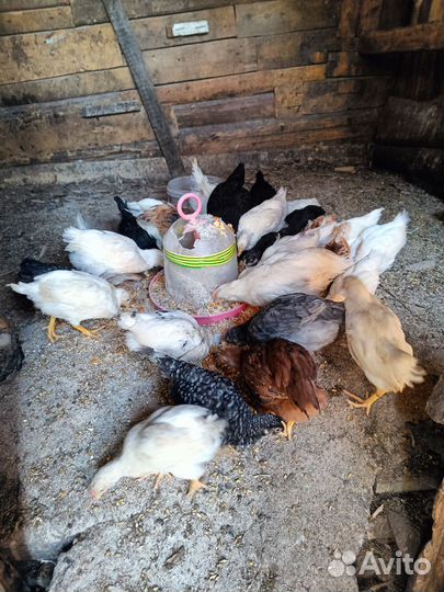 Куры молодки несушки петушки домашний вывод