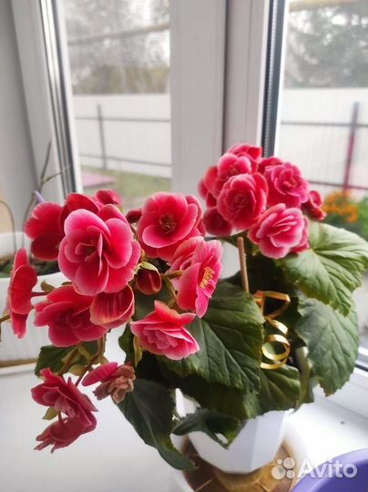 Бегония королевская