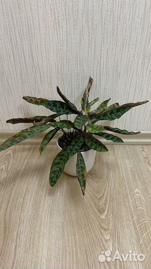 Калатея лансифолия