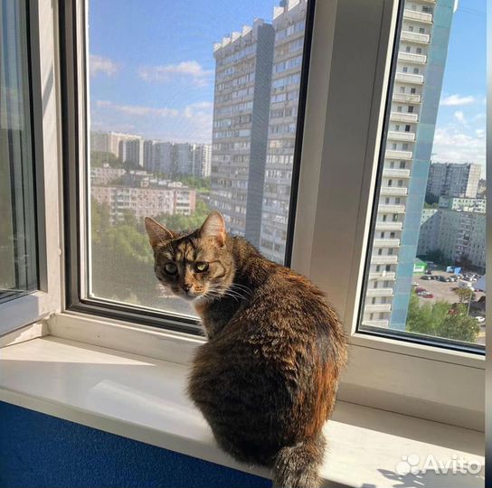 Москитная сетка Антикошка