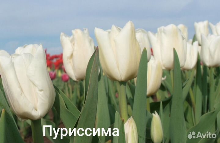 Продам луковицы тюльпанов