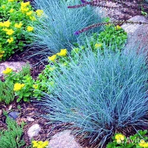 Овсяница голубая