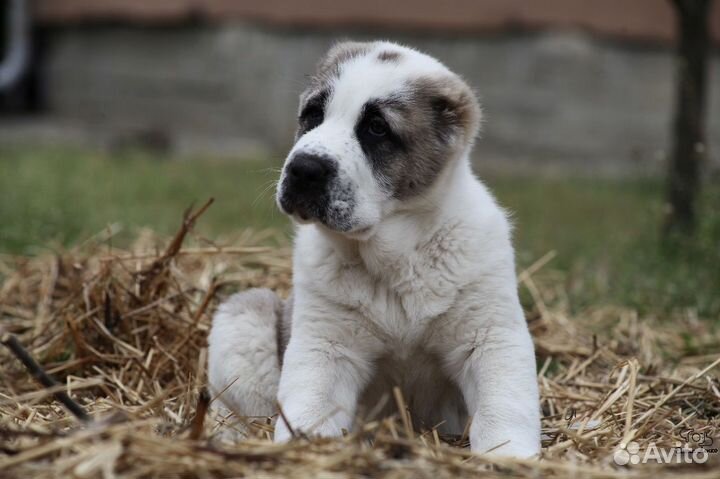 Щенки алабая
