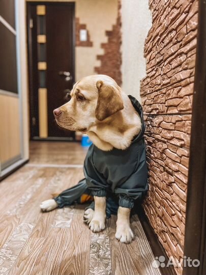 Комбинезон для крупной собаки